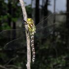 Herbstlibelle