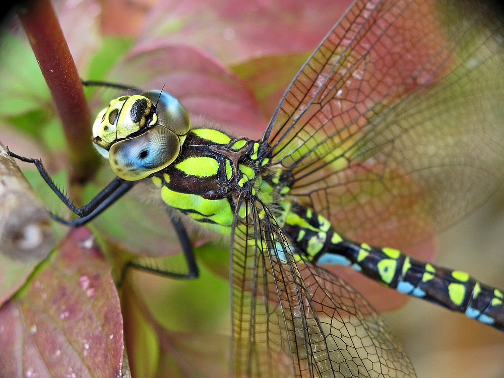 Herbstlibelle