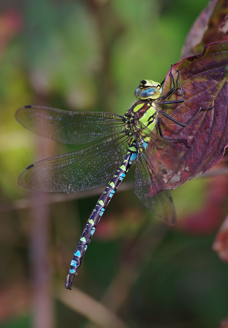 Herbstlibelle von letztem Jahr