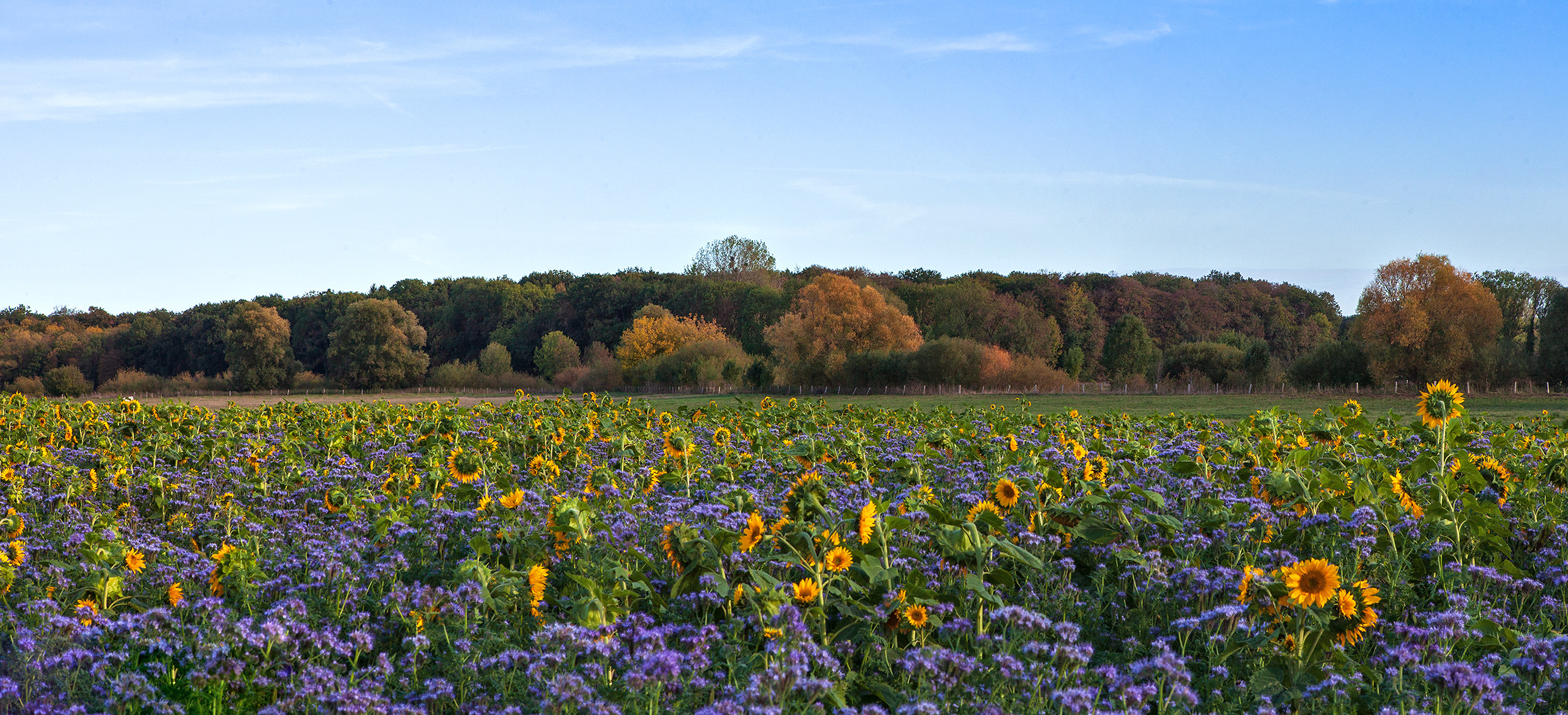 Herbstlich 004