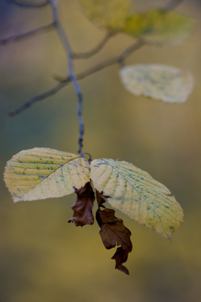 herbstlich...