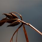 Herbstlich