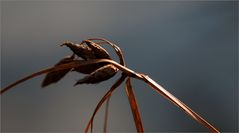 Herbstlich