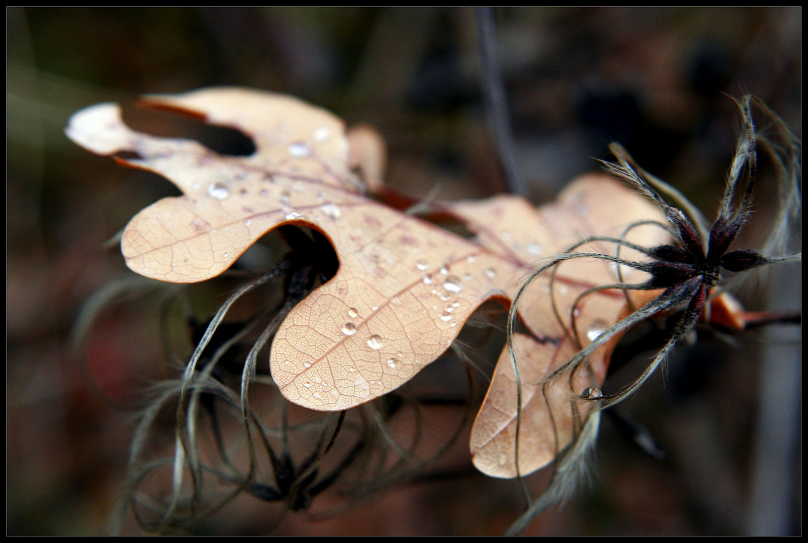 Herbstlich