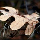 Herbstlich