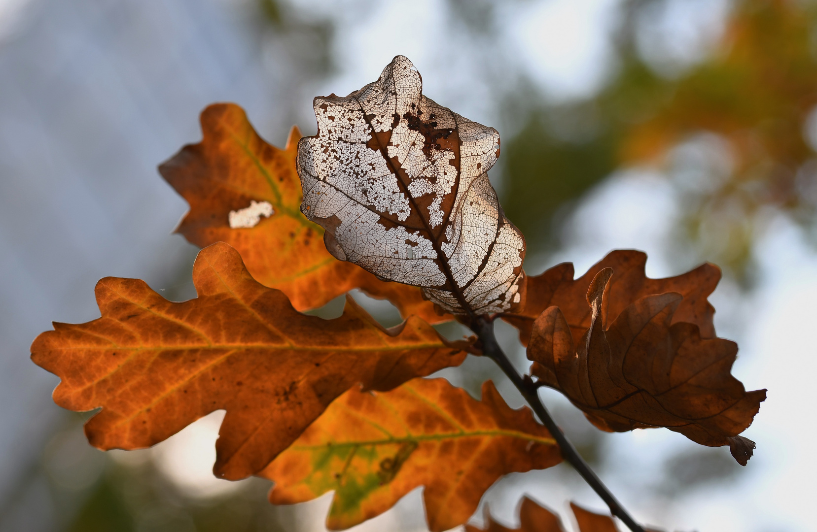 Herbstlich