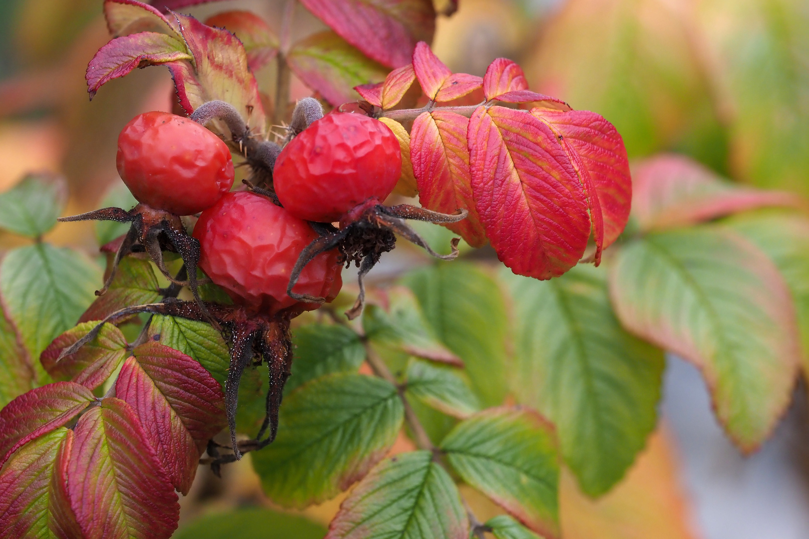 herbstlich