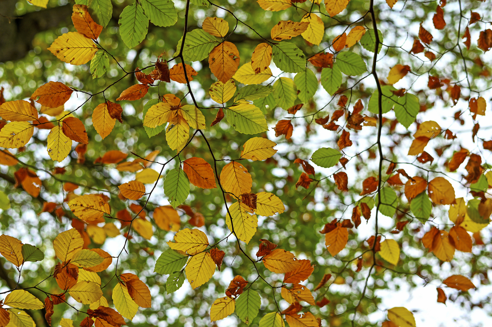 Herbstlich ....