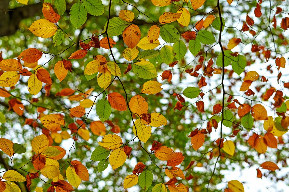 Herbstlich ....