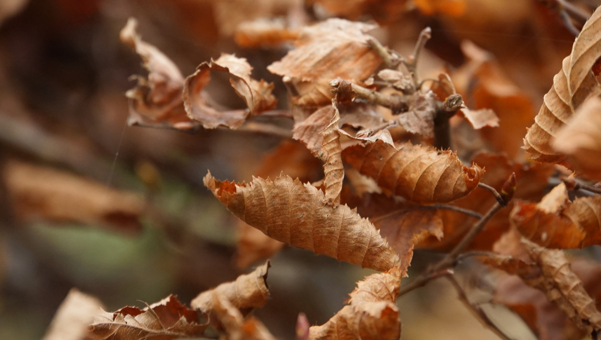 herbstlich