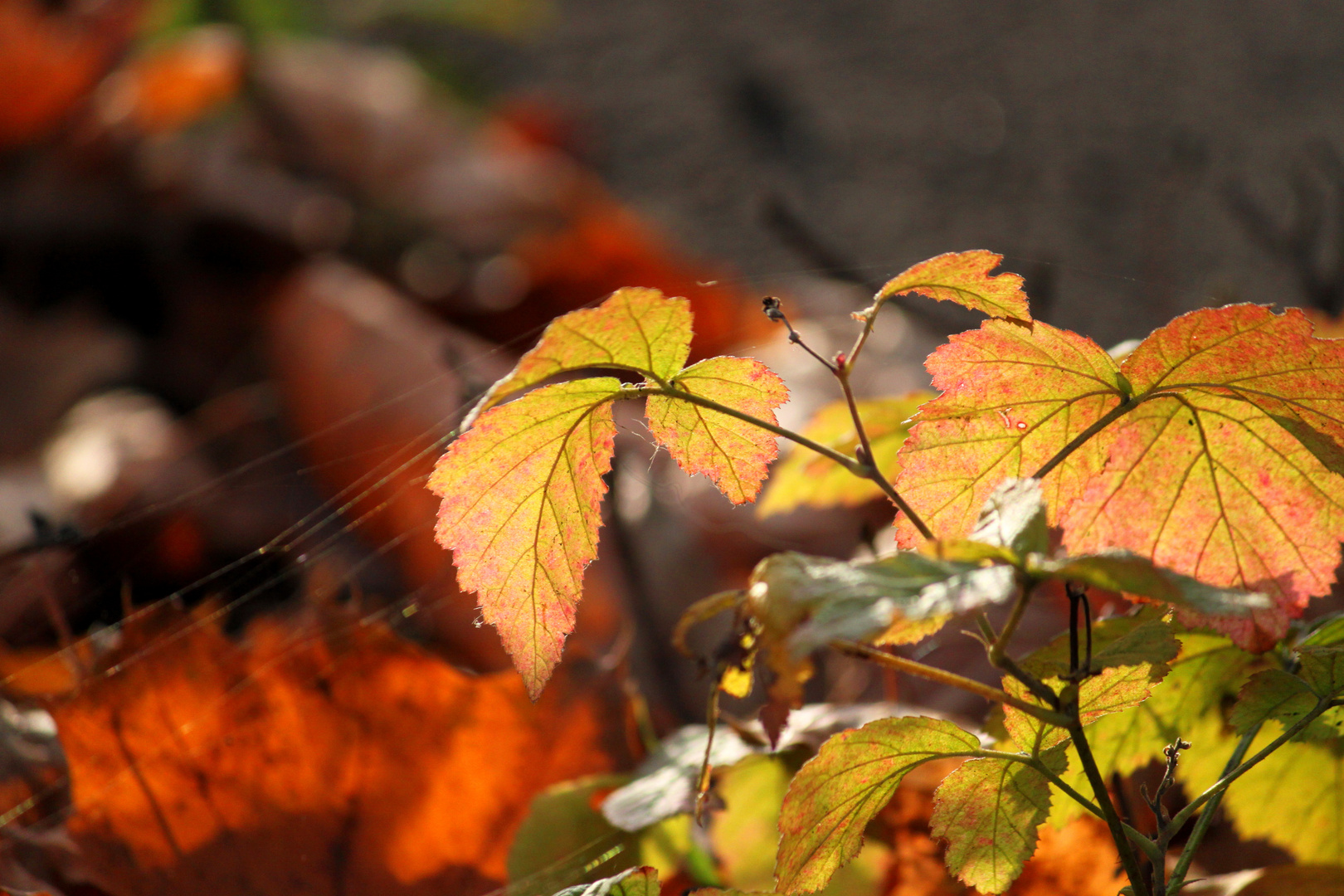 Herbstlich