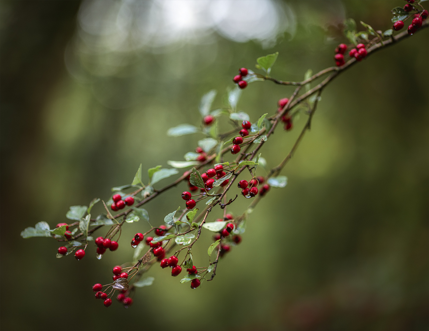 ... herbstlich ...