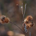 HERBSTLICH