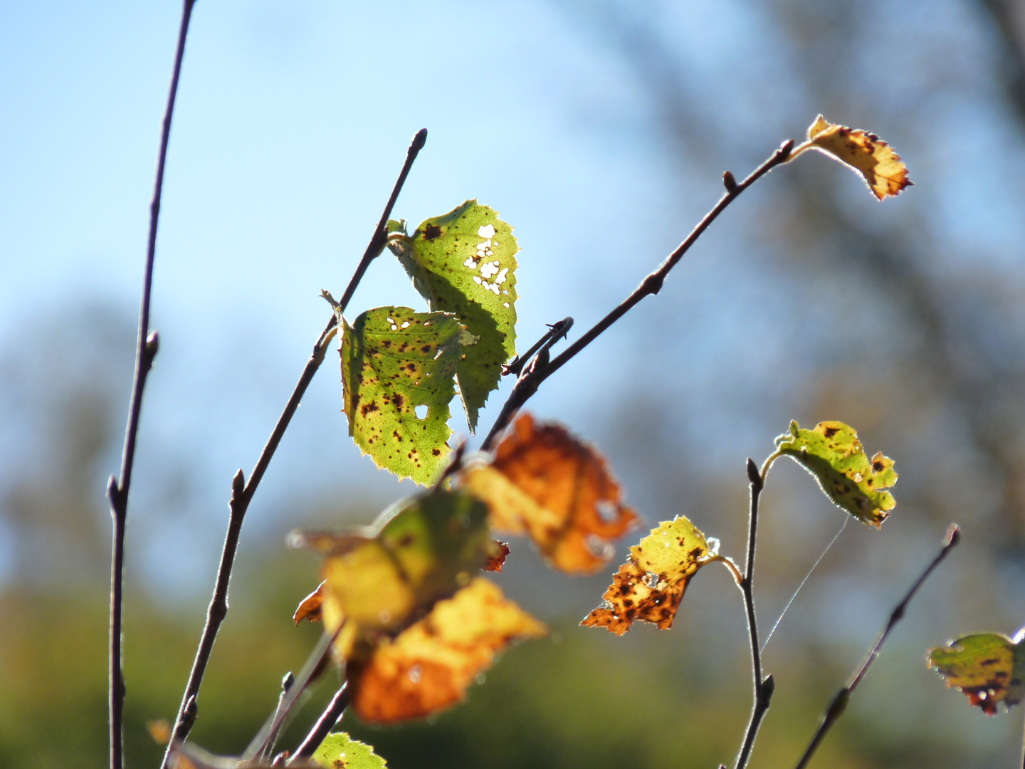 Herbstlich