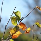 Herbstlich