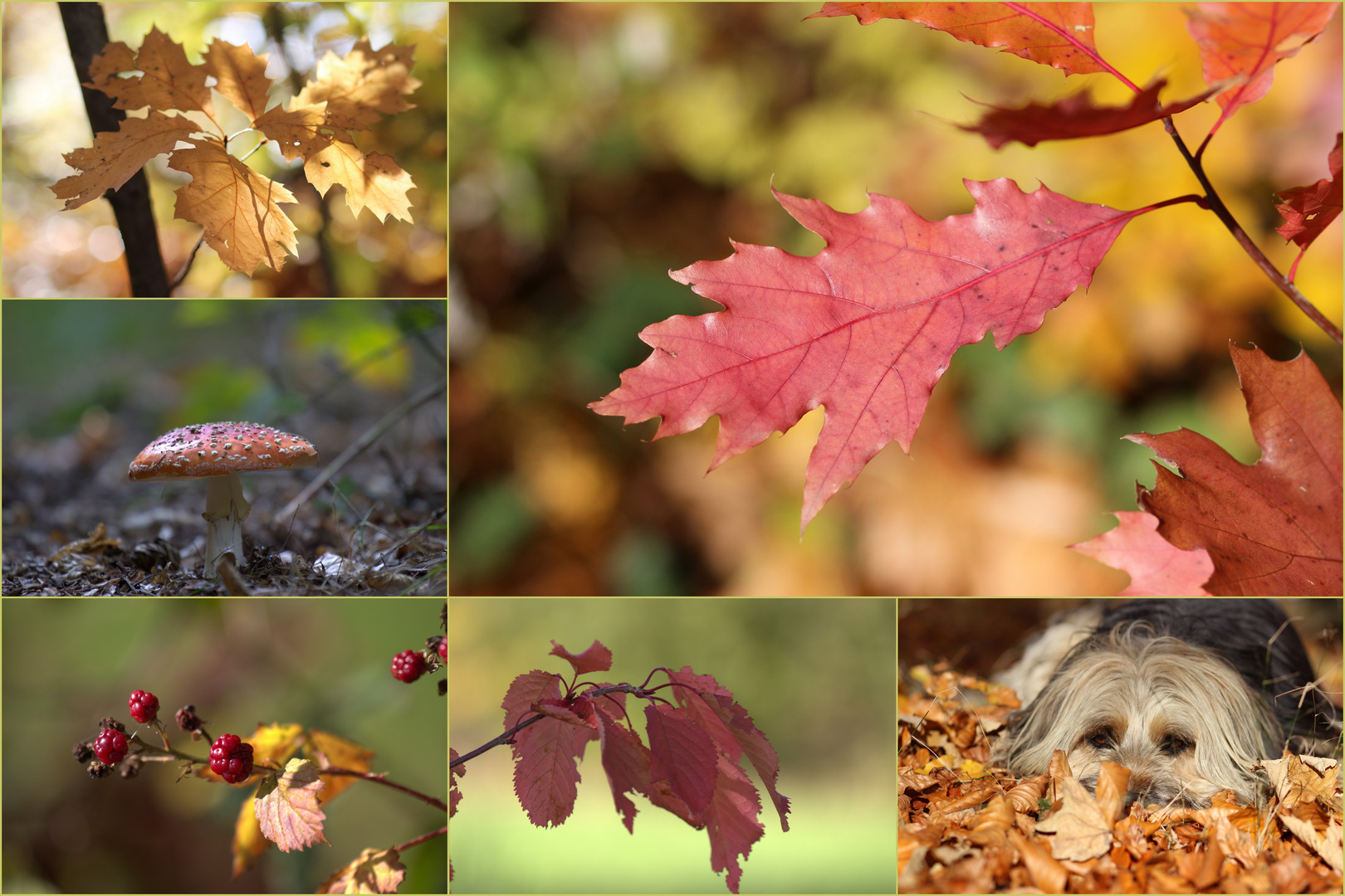 Herbstlich