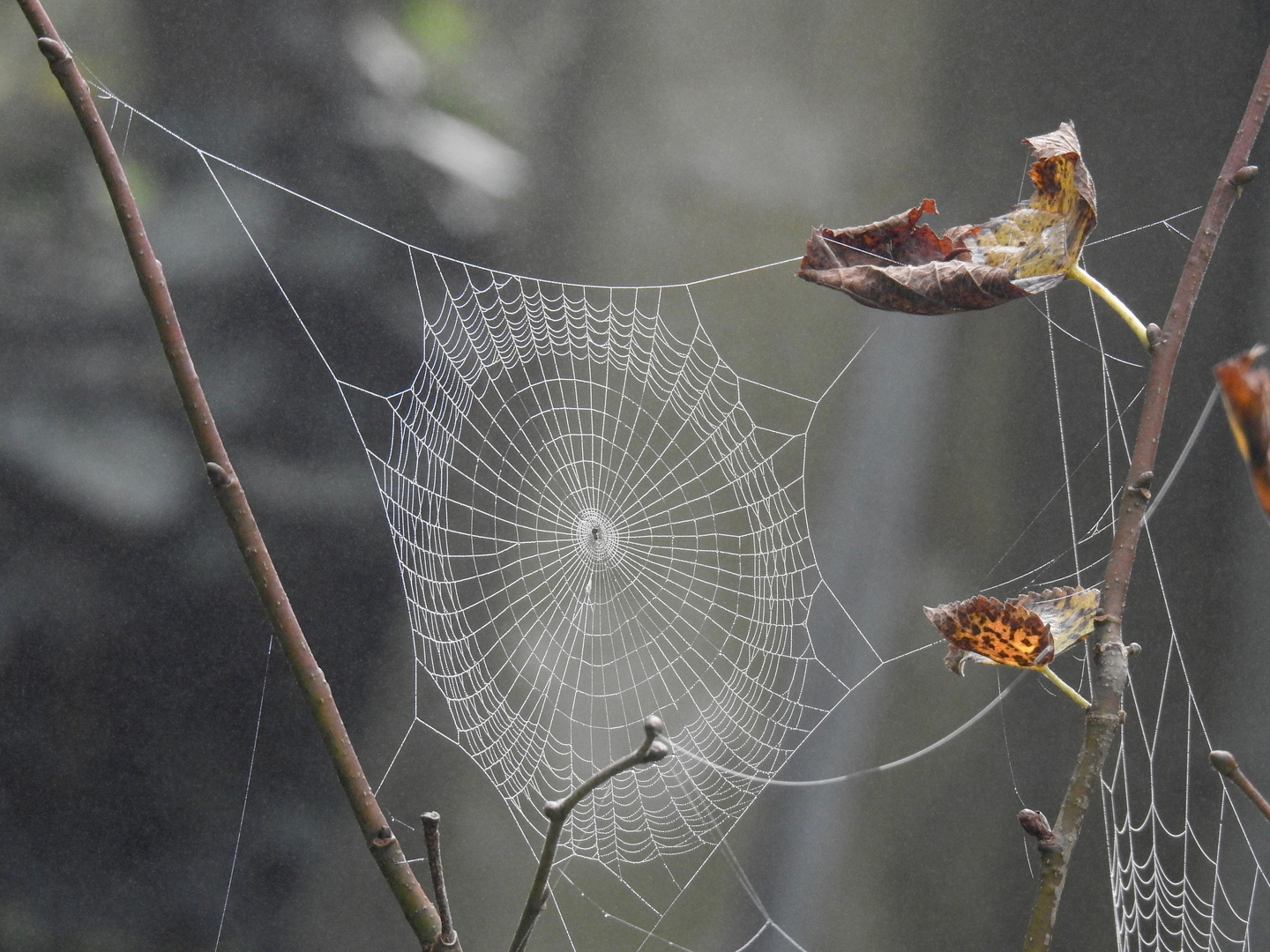 Herbstlich