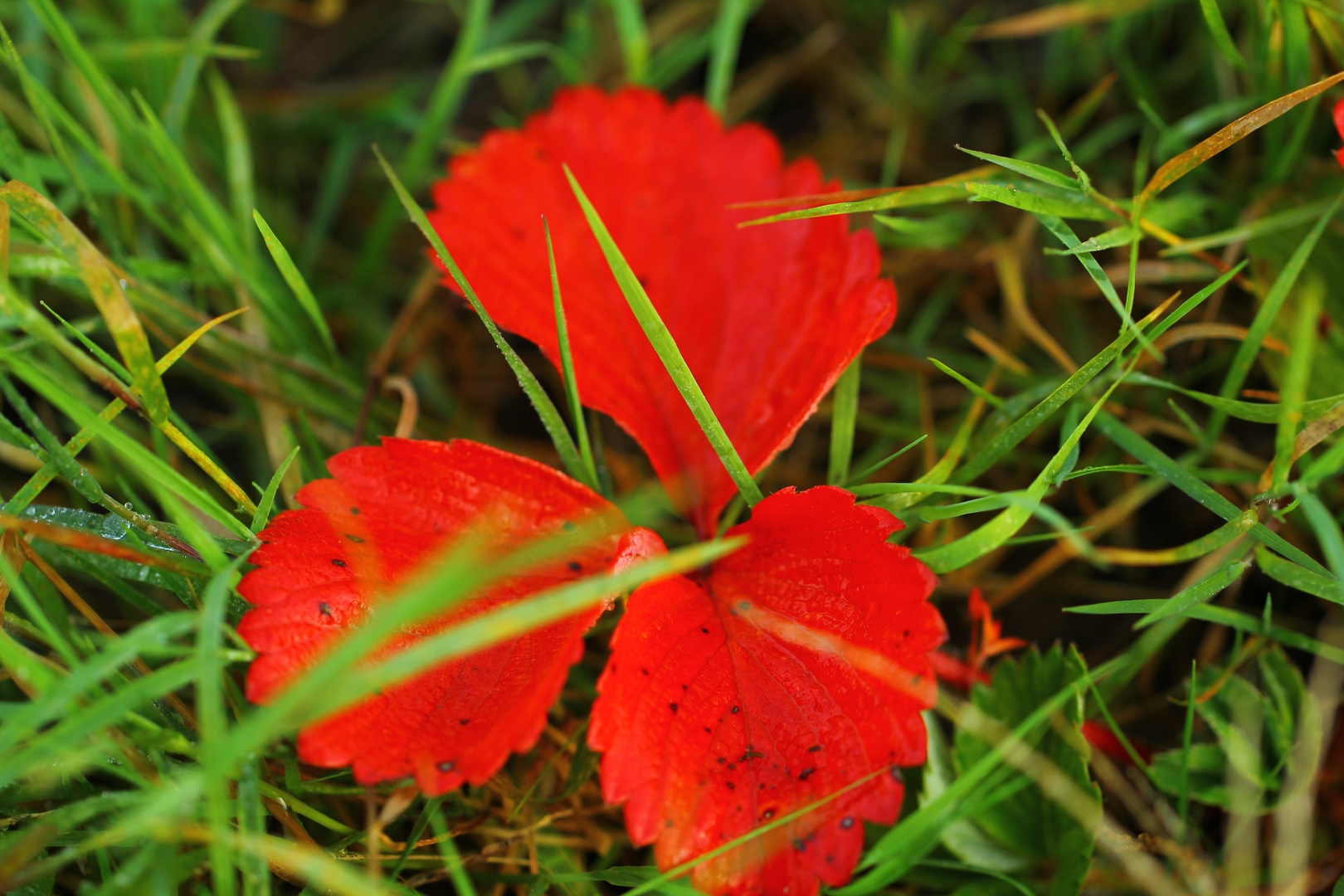 Herbstlich