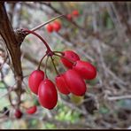 °° HERBSTLICH °°