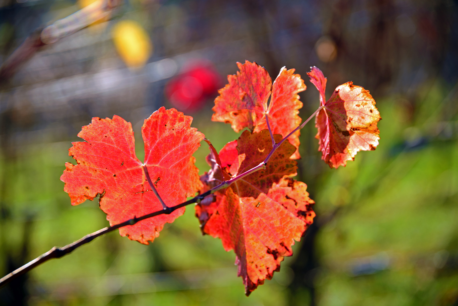 Herbstlich.