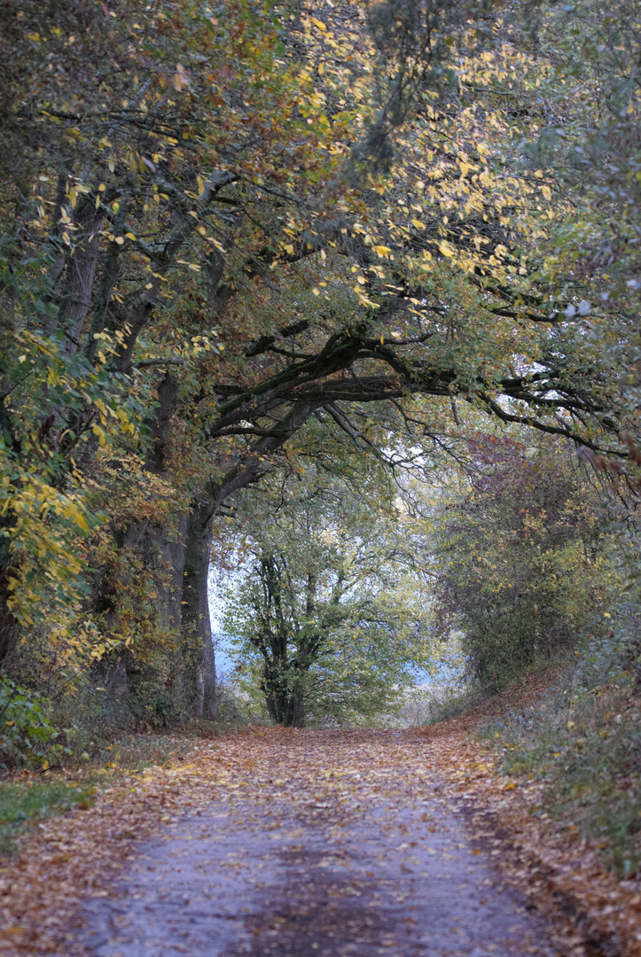 Herbstlich