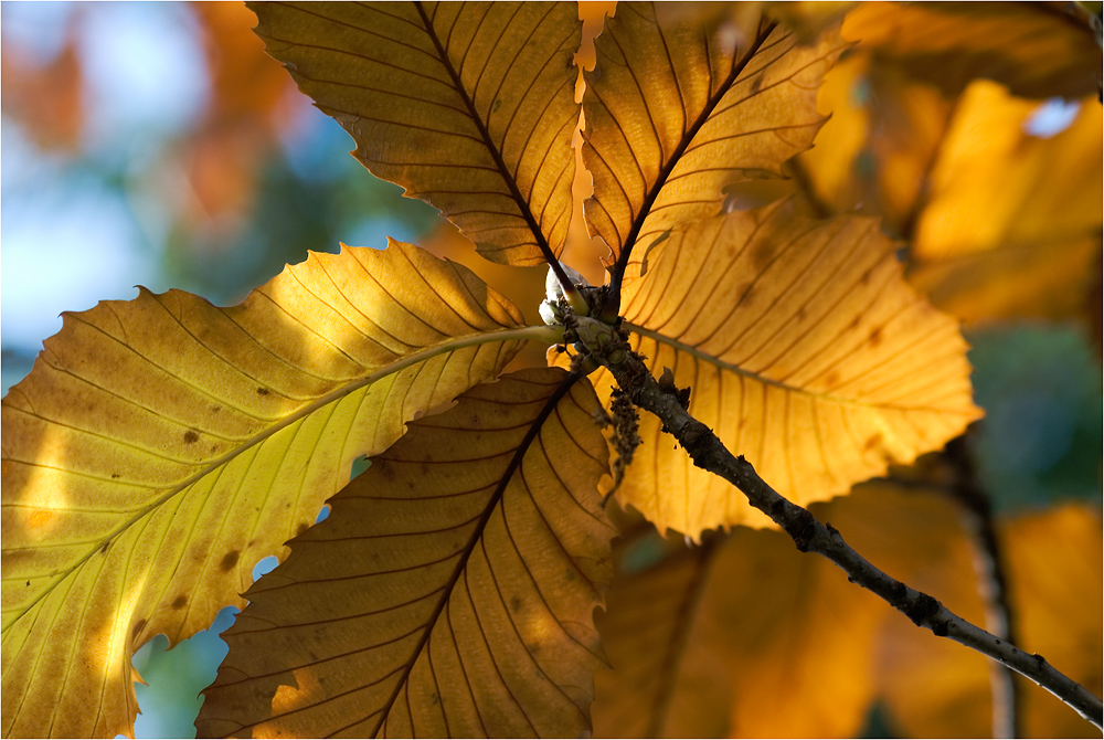 Herbstlich...