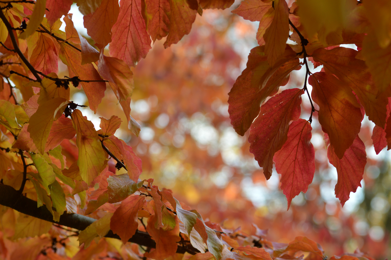 Herbstlich