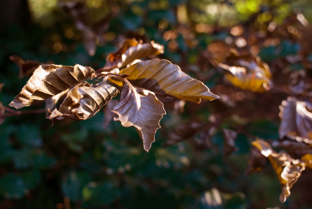 herbstlich