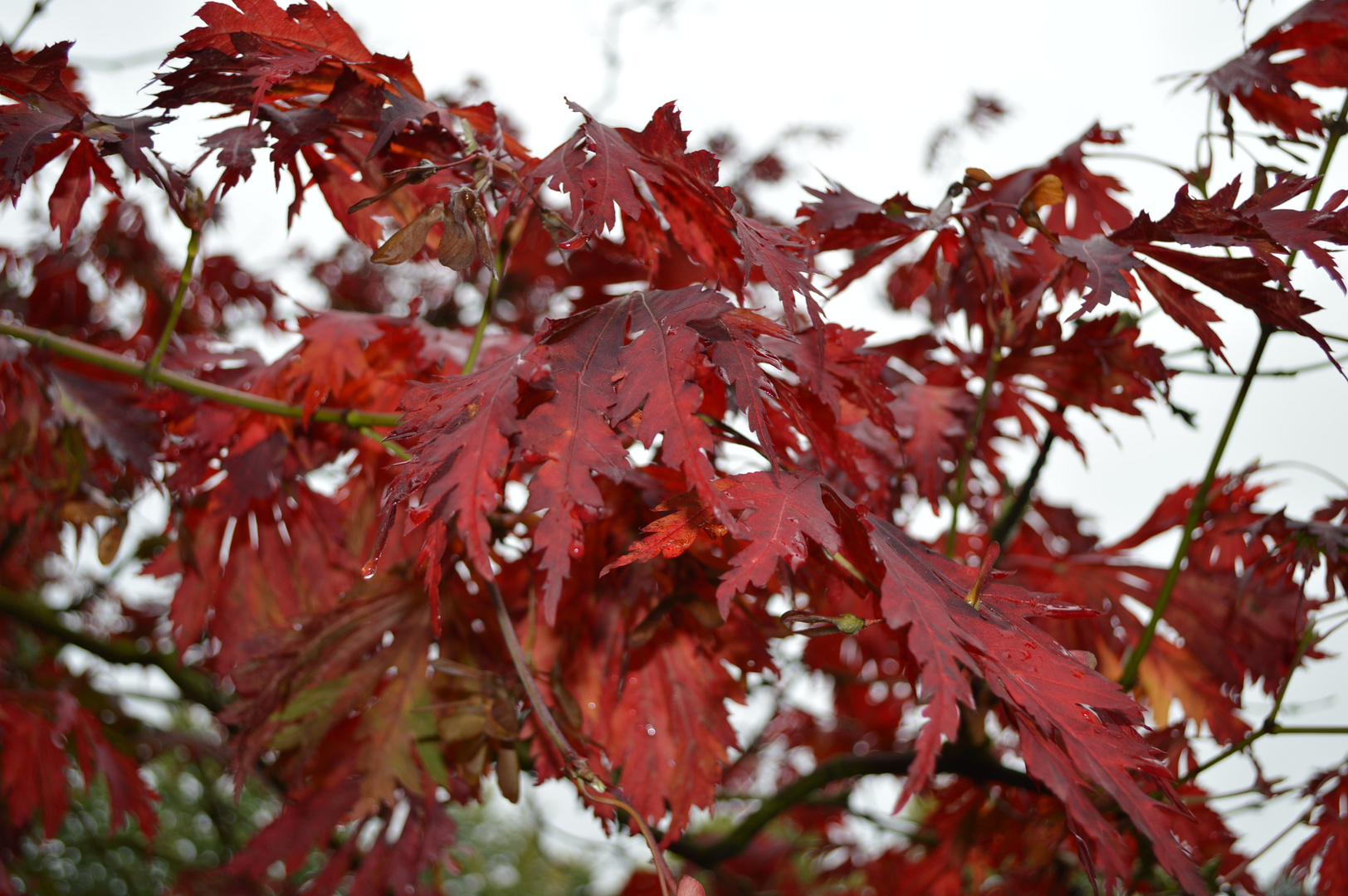 Herbstlich