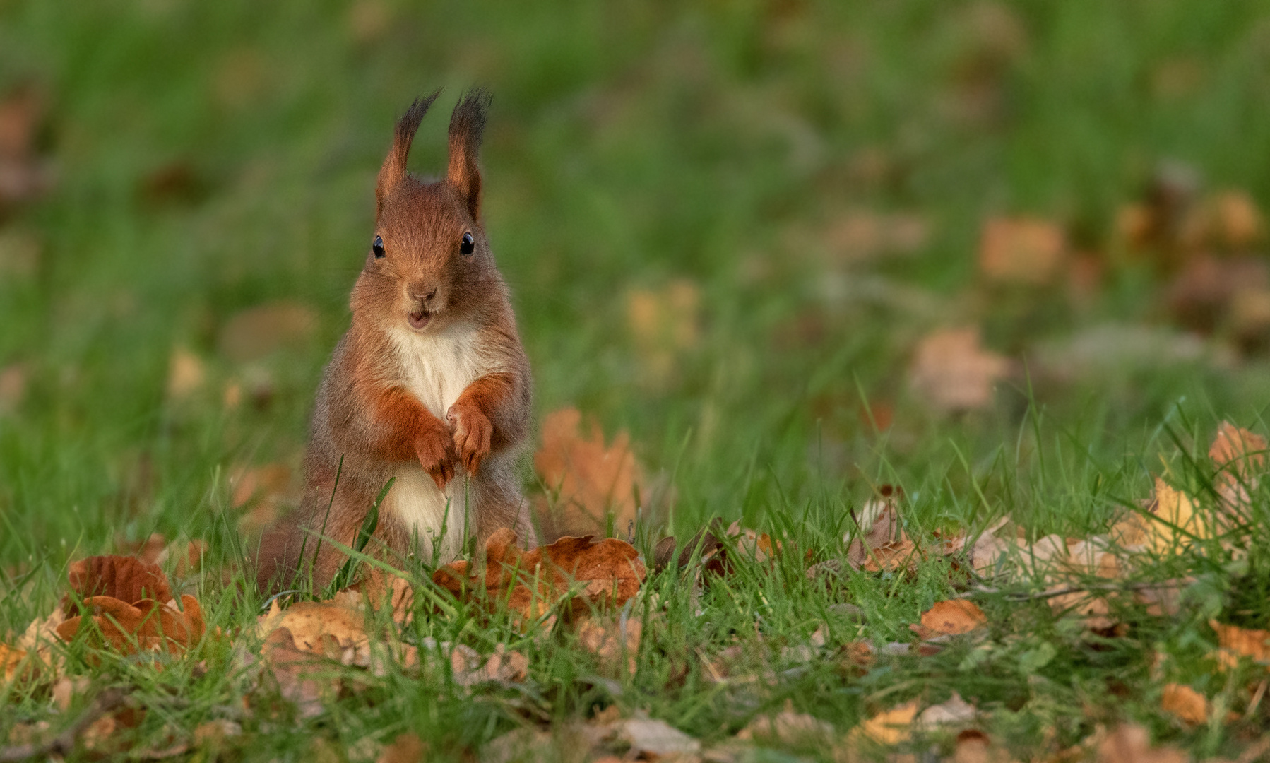 Herbstlich