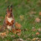 Herbstlich