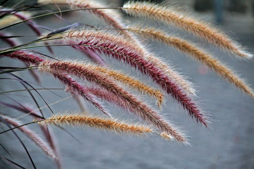 Herbst....lich Foto & Bild natur, 4.10.2016, gräser herbst Bilder auf