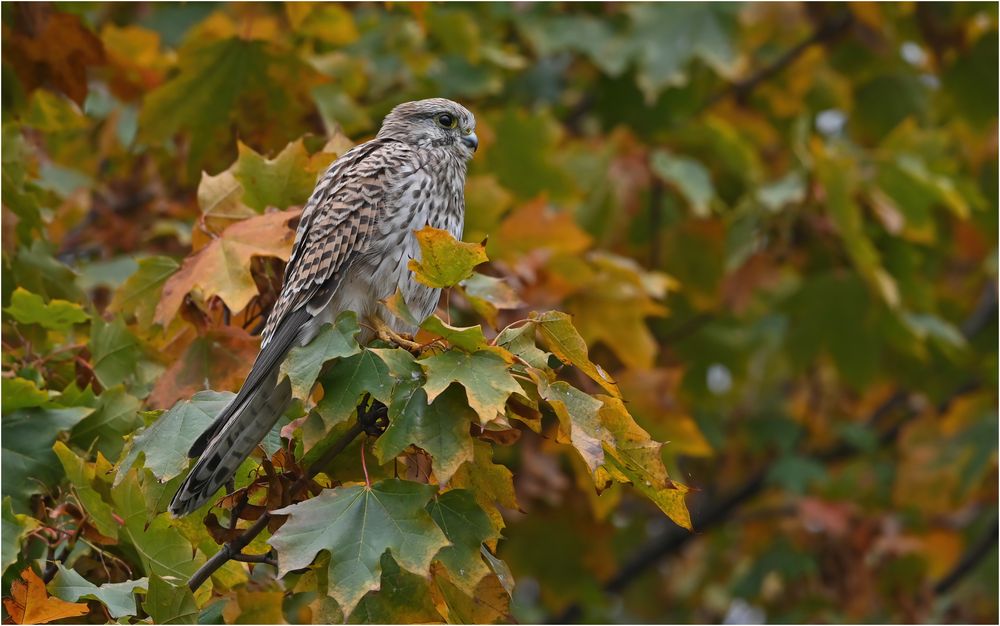 Herbstlich