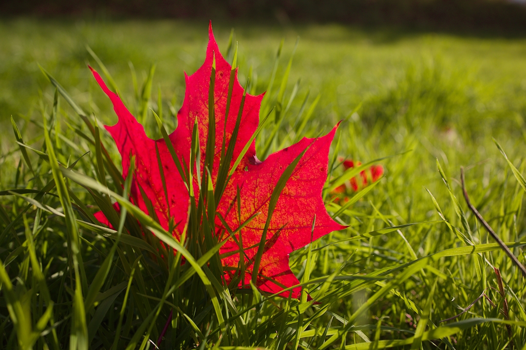 Herbstlich