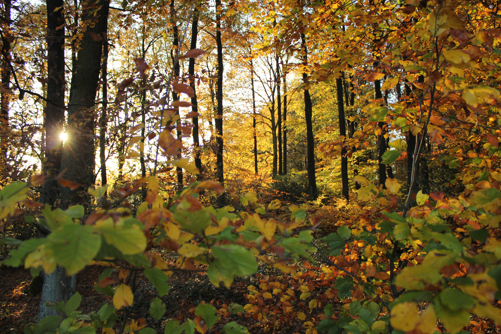 ...herbstlich....