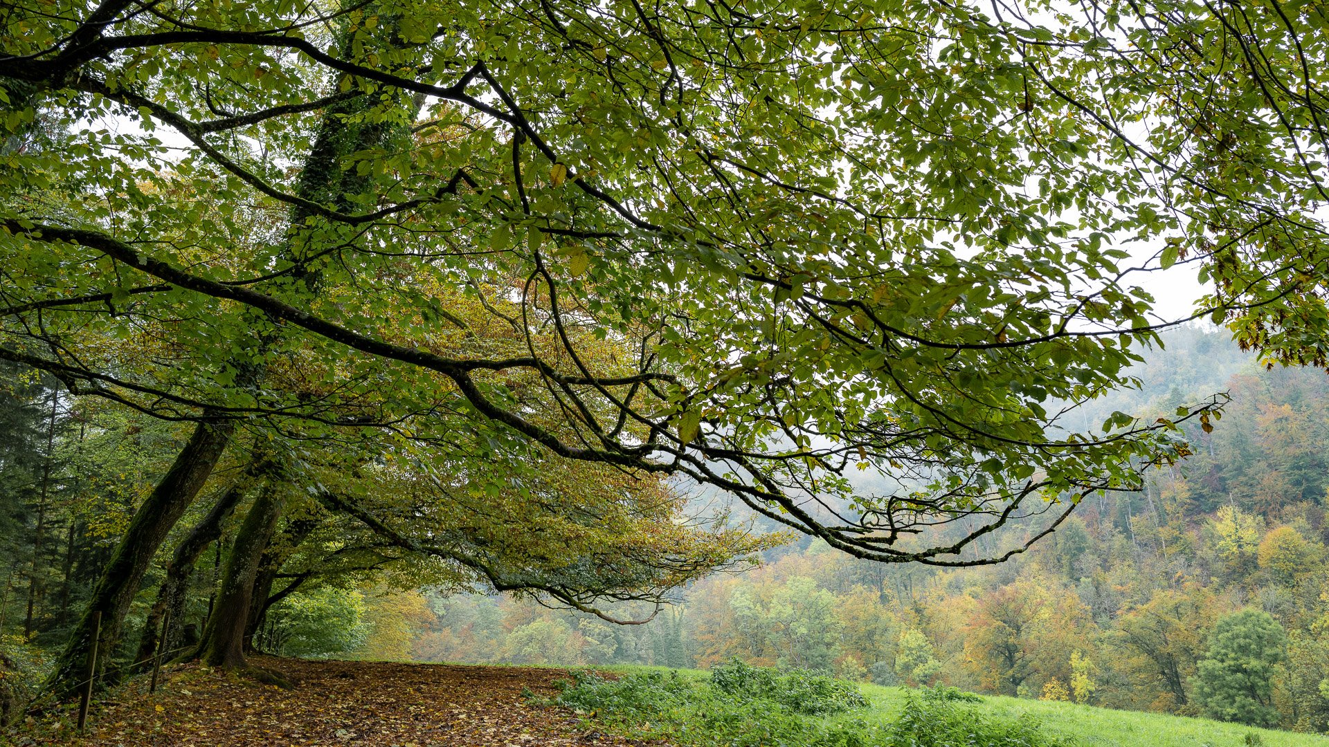 herbstlich