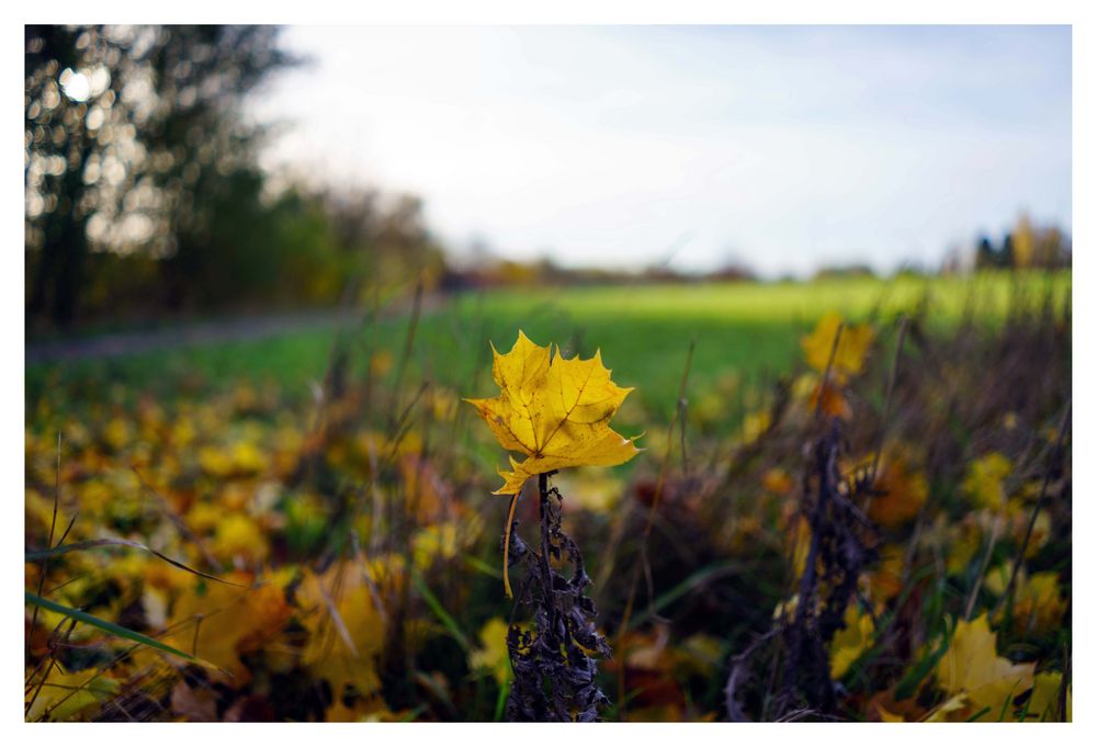 herbstlich....