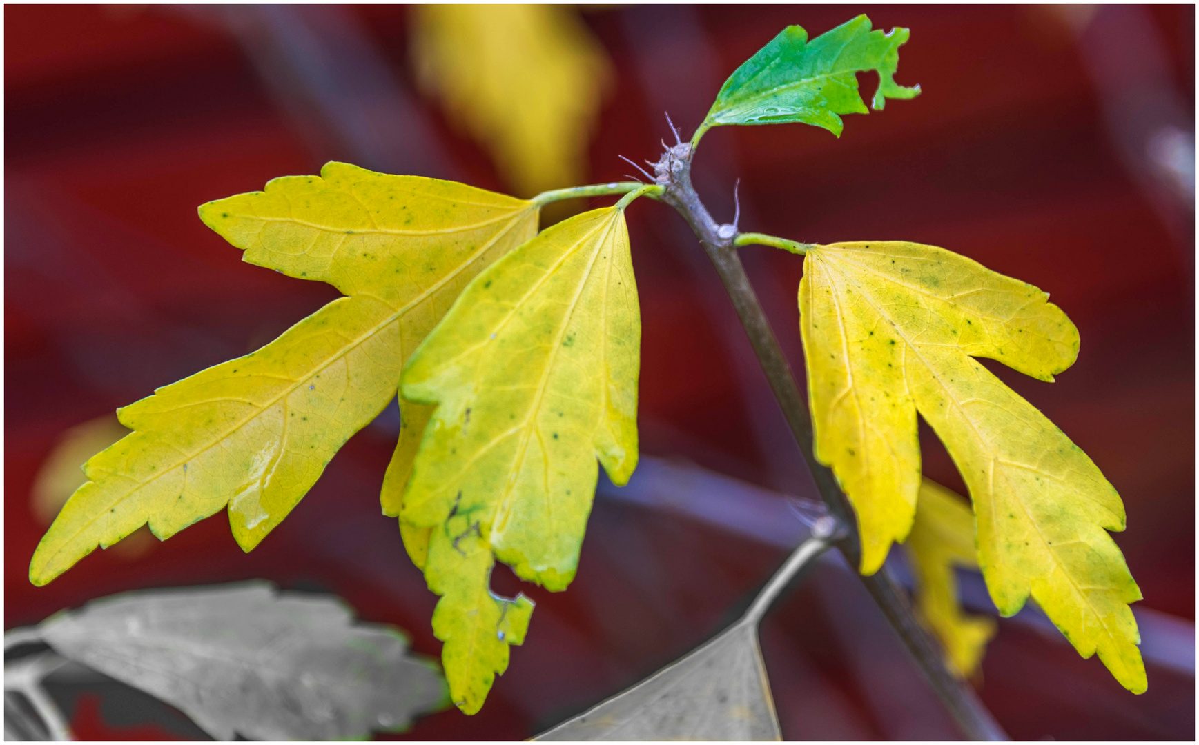 Herbstlich