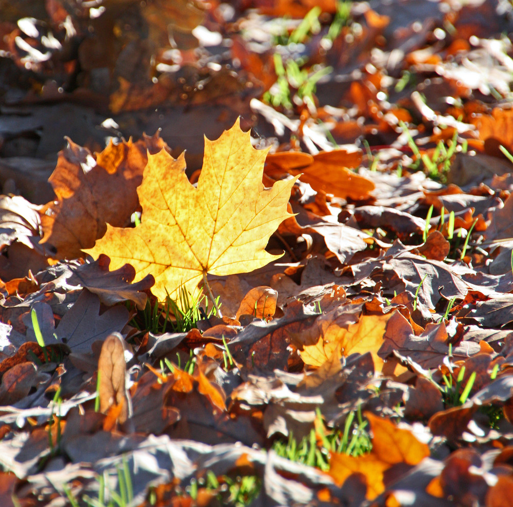 herbstlich