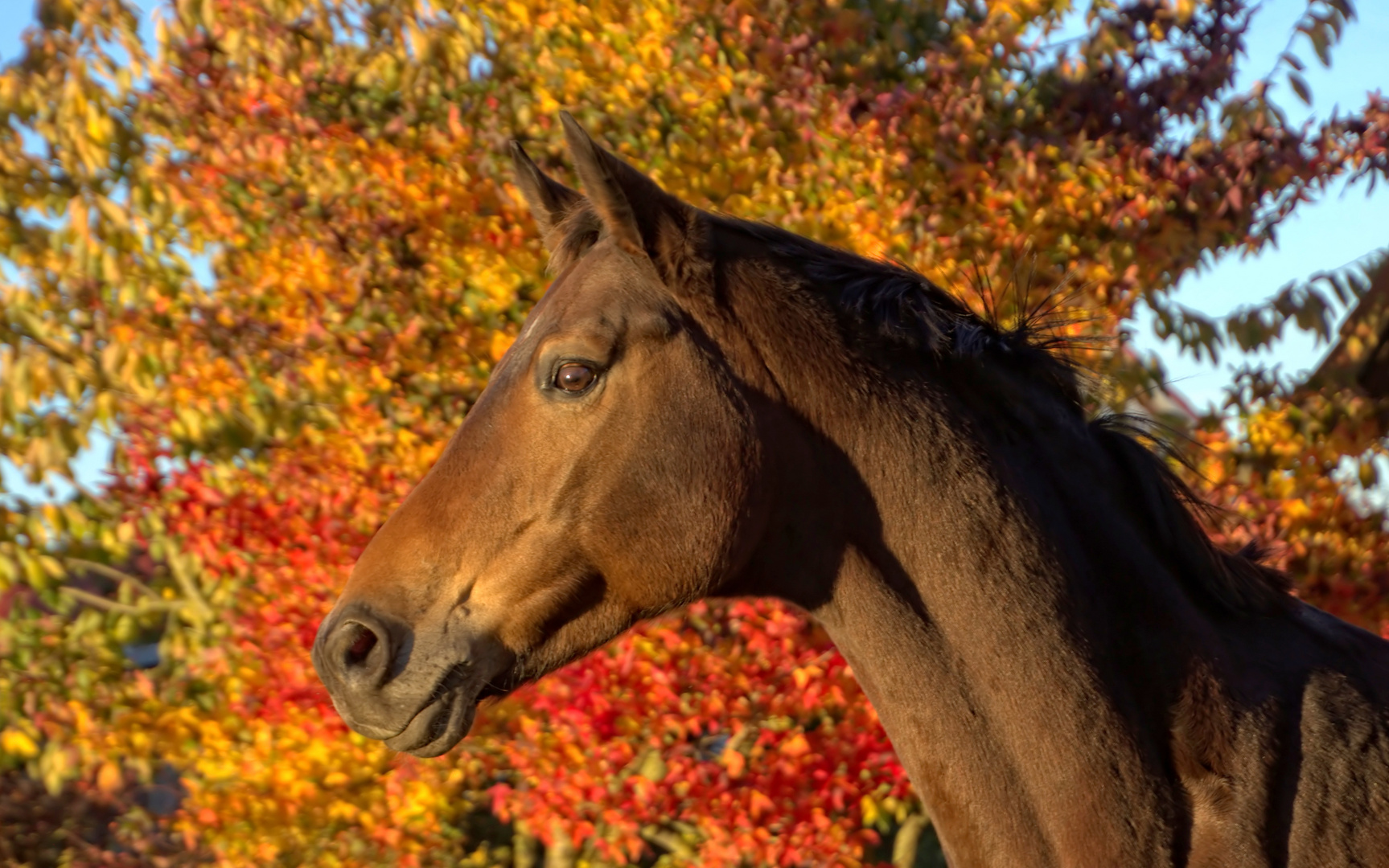 Herbstlich ...