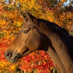 Herbstlich ...