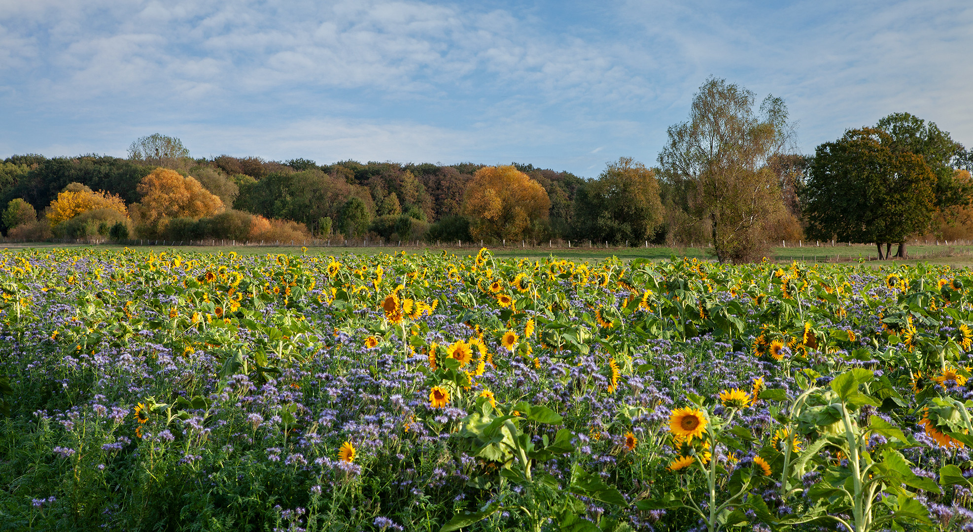 Herbstlich