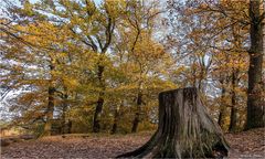 ... herbstlich ....