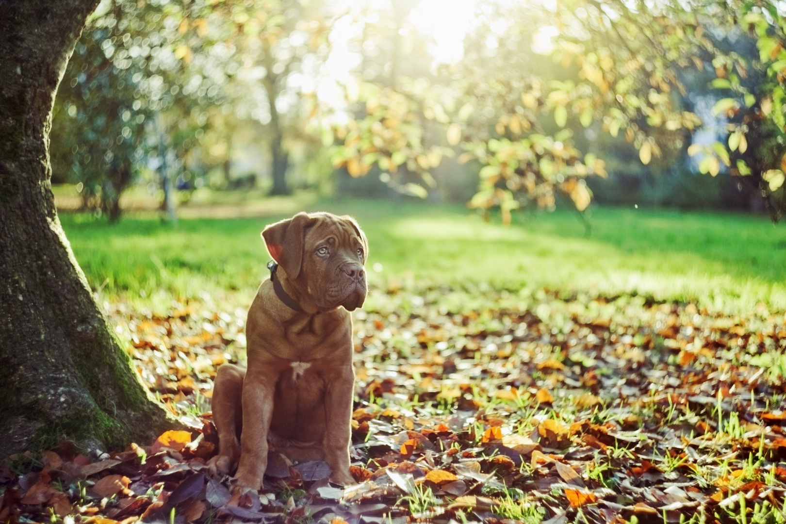 Herbstlich