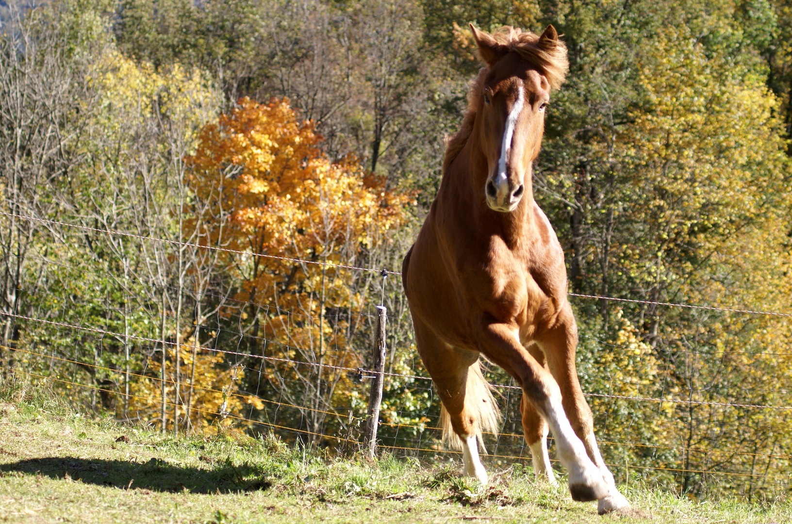 Herbstlich...