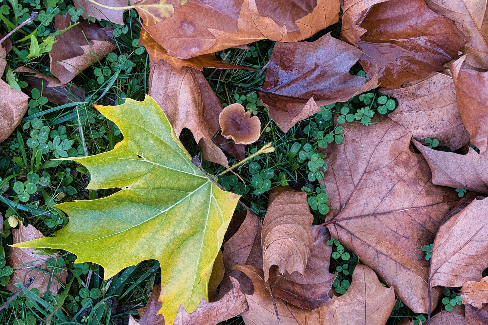 herbstlich