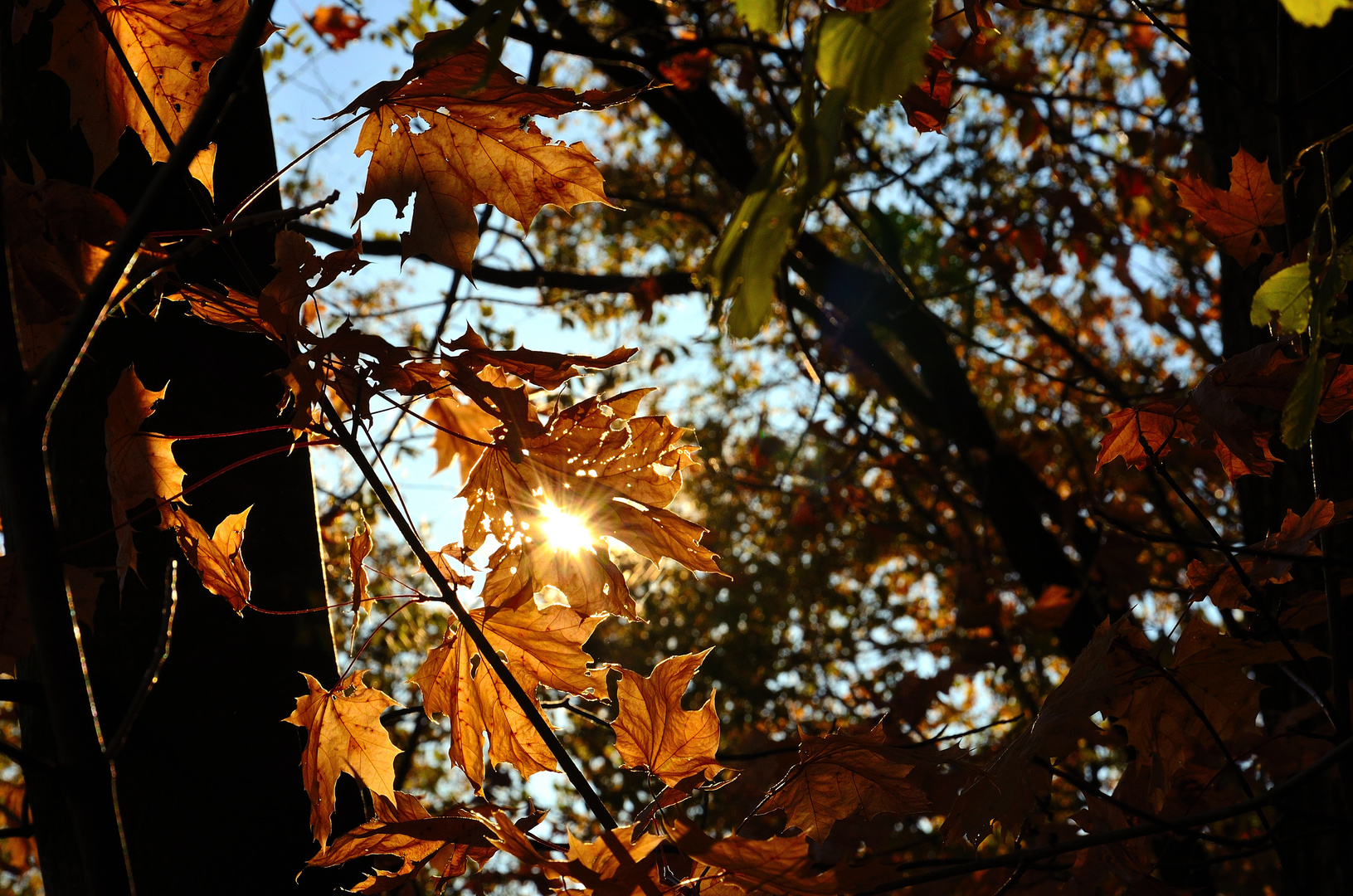 Herbstlich