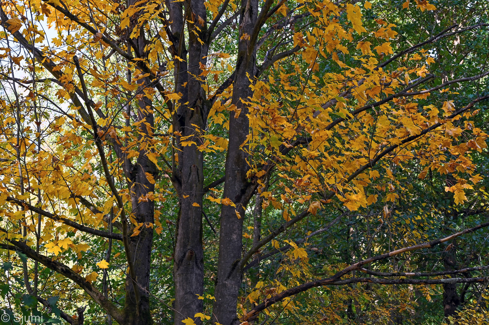 Herbstlich...