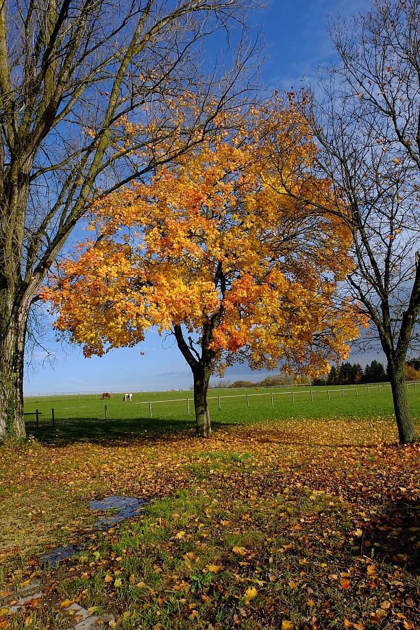 Herbstlich