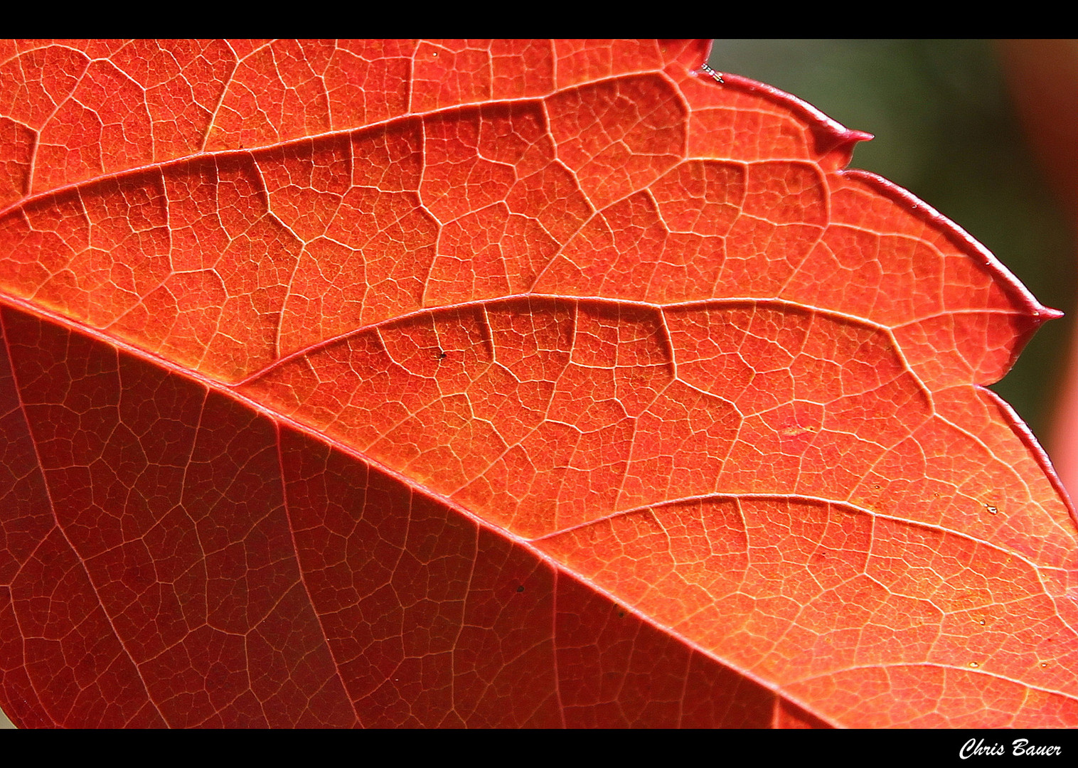 Herbstlich